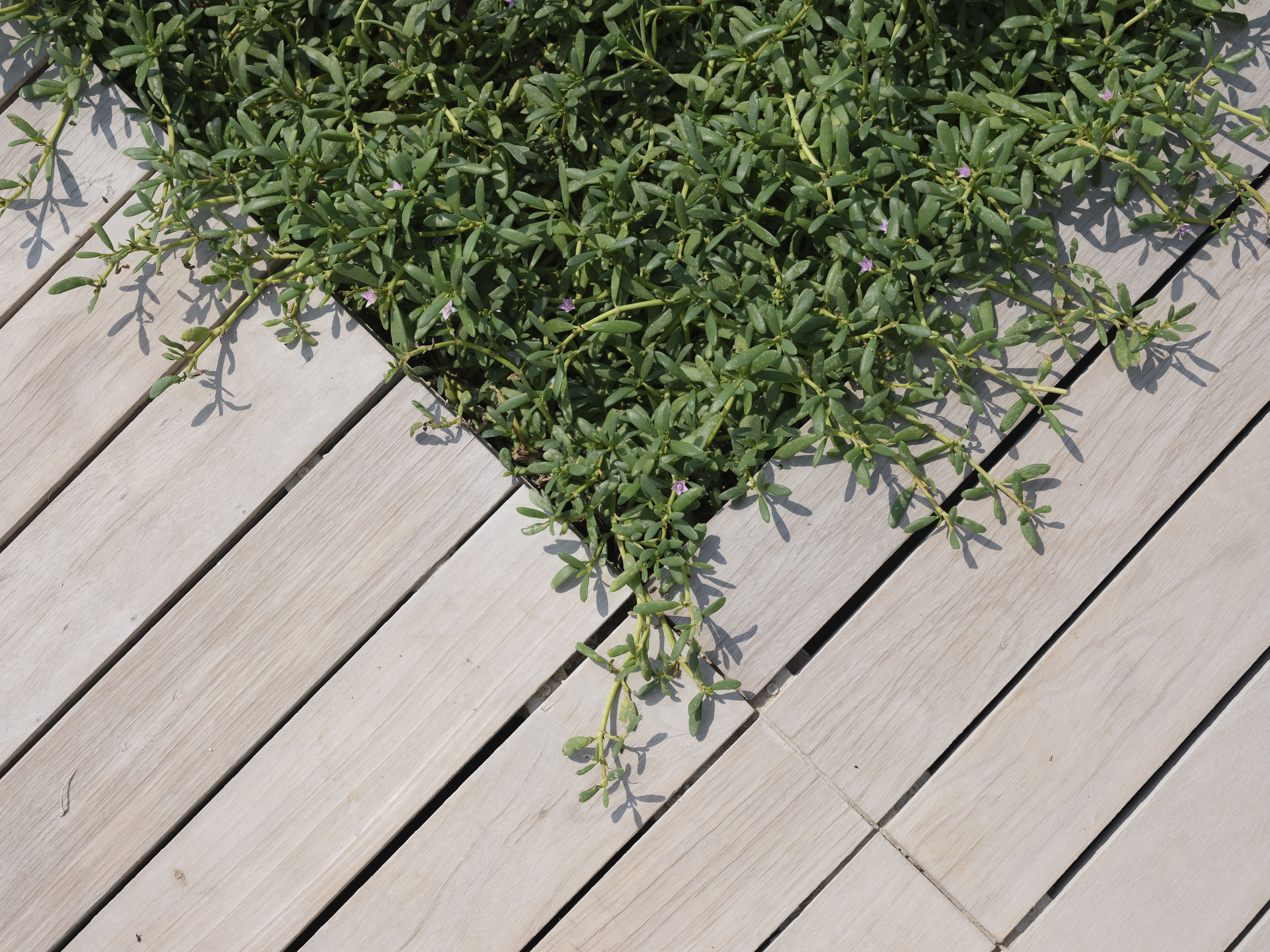 Green foliage emerging through the gaps in a wooden deck, combining outdoor surfacing with planting.